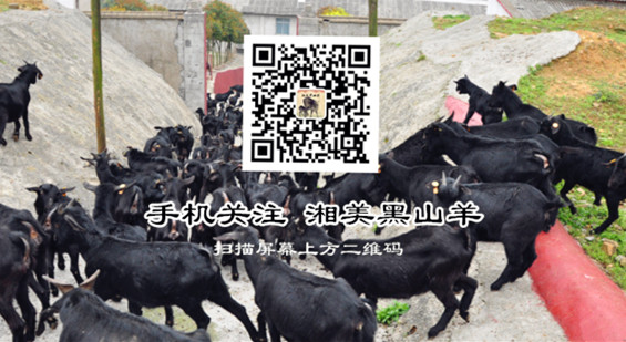 湘美黑山羊 湘美黑山羊