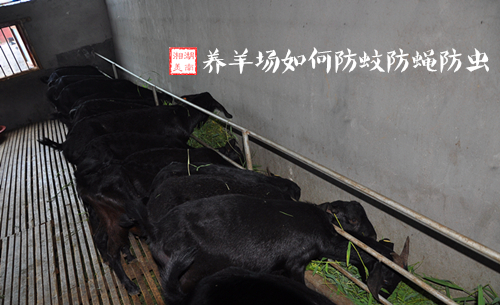 湘美黑山羊 湘美黑山羊