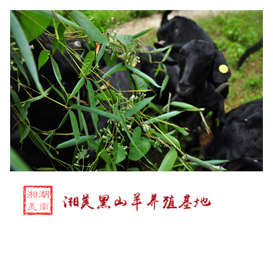 湘美黑山羊